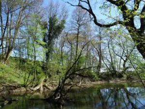 Urbane Auenlandschaft mit alten Bäumen und Totholz am Ufer eines stillen Gewässers im Frühling
