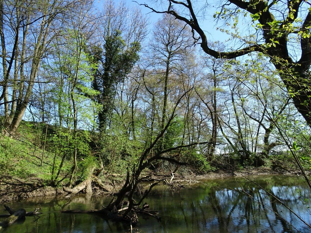 Urbane Auenlandschaft mit alten Bäumen und Totholz am Ufer eines stillen Gewässers im Frühling