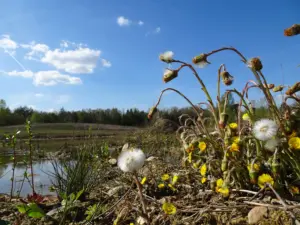Huflattich-Pflanzen mit gelben Blüten und Pusteblumen an einem wilden Tümpelrand unter blauem Himmel