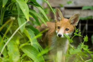 Junger Fuchs blickt neugierig aus dichter StadtWildnis-Vegetation hervor