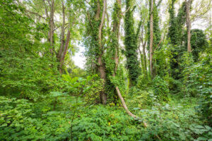 Dichter Auwald mit hohen Bäumen, deren Stämme von Kletterpflanzen überwuchert sind, umgeben von üppigem Grün und dichtem Unterwuchs. Sonnenlicht dringt vereinzelt durch das Blätterdach und erzeugt helle Flecken im Waldinneren.