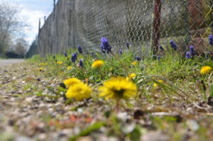 Bodennahe Perspektive auf Löwenzahn und Traubenhyazinthen entlang eines Zauns auf einem städtischen Kiesweg – Beispiel urbaner Vegetation.