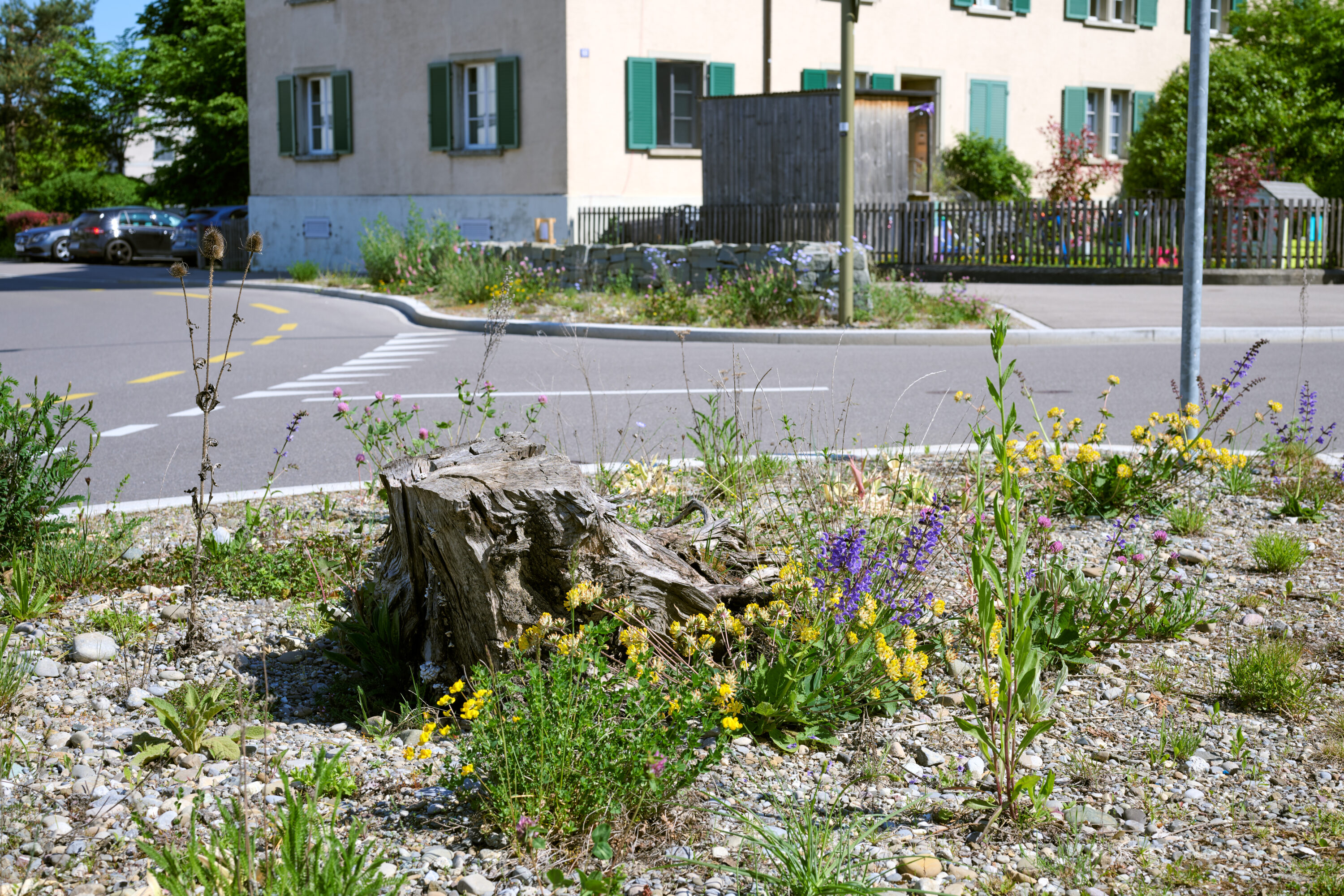 Verkehrsinsel mit Wildblumen, Gras und einem Baumstumpf vor einem Wohnhaus mit grünen Fensterläden in einer Wohnstraße.