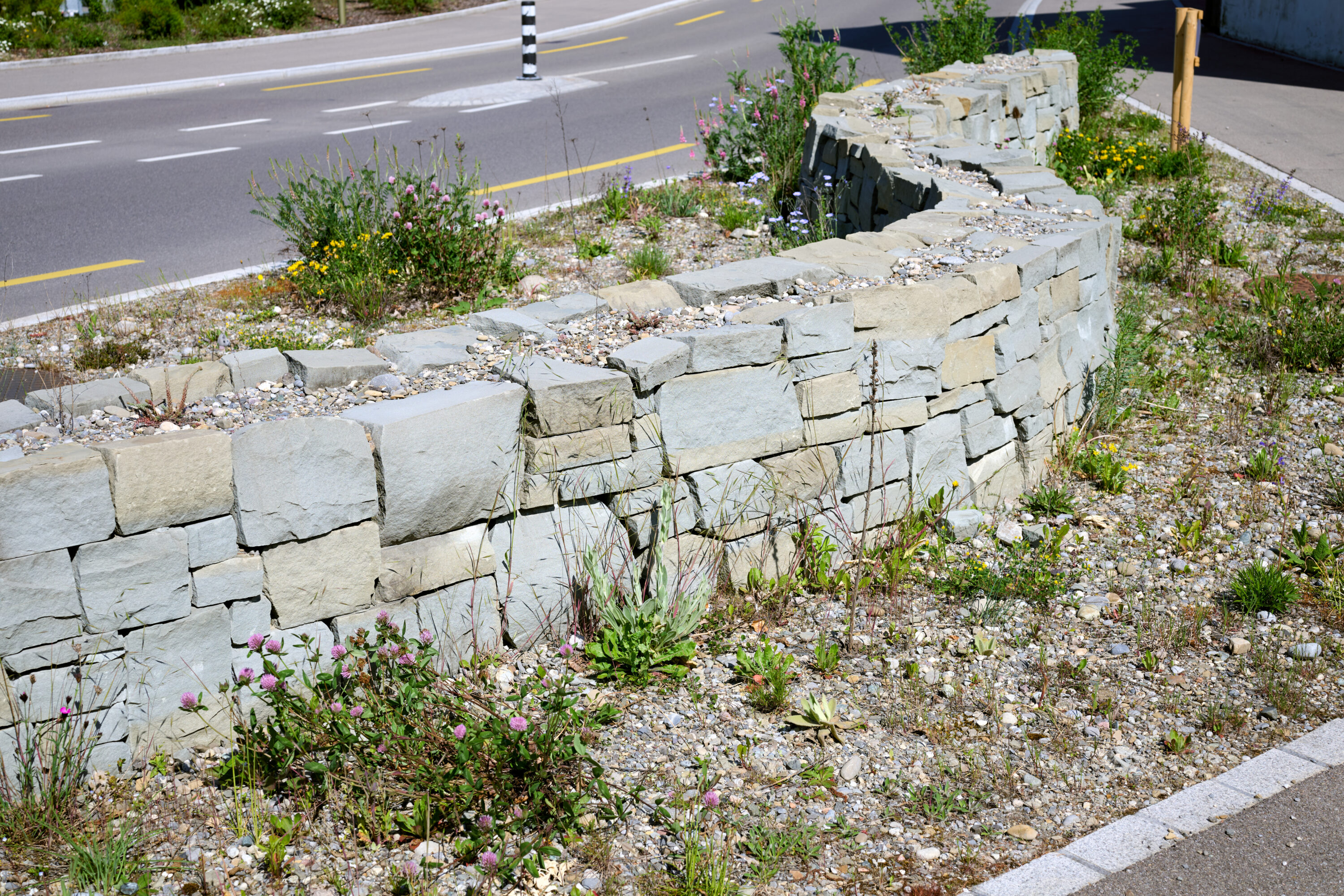 Verkehrsinsel mit einer niedrigen Steinmauer und verschiedenen Wildpflanzen am Straßenrand bei Sonnenschein.