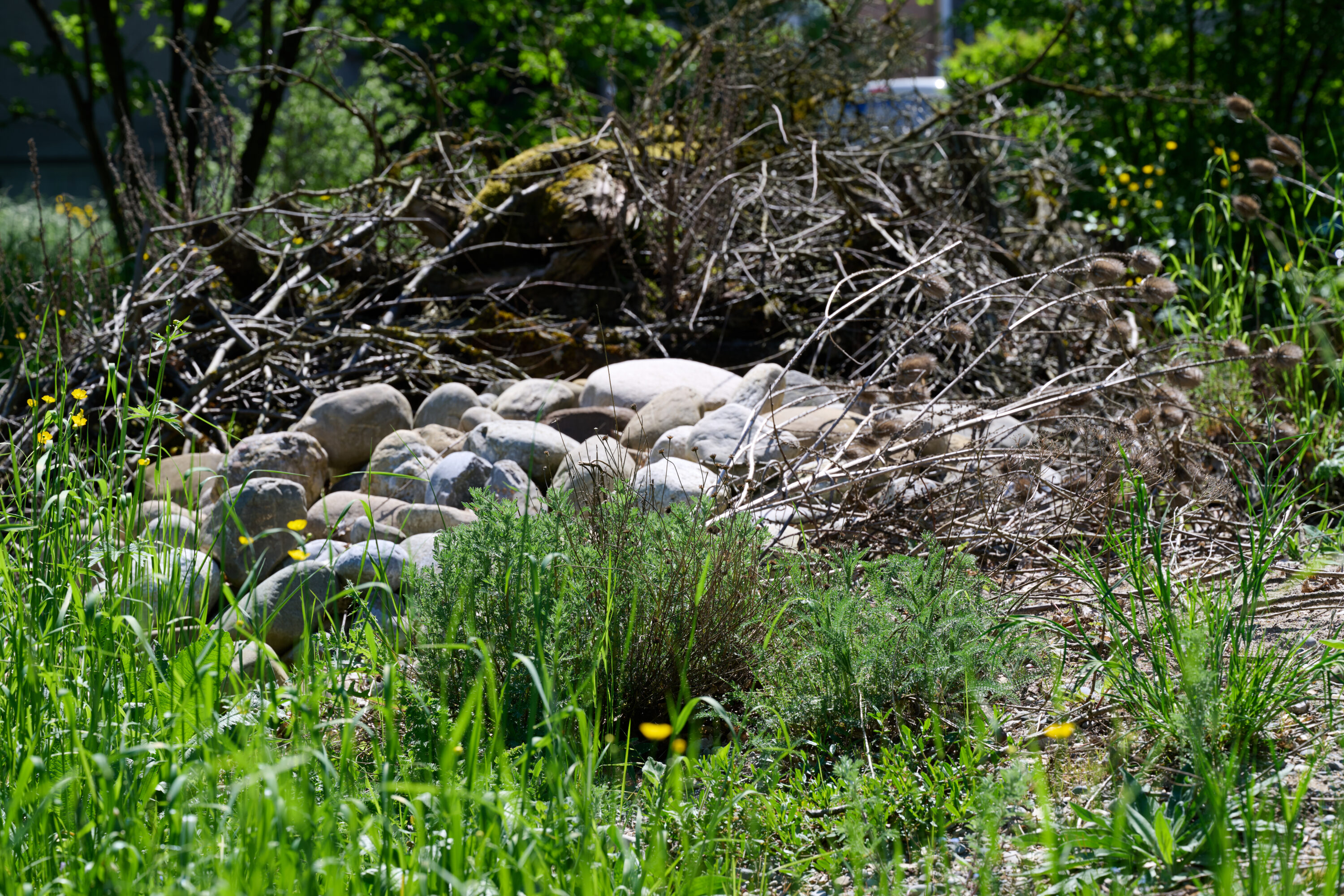 Auf einer Wiese liegen Steine und abgestorbene Äste, umgeben von grünem Gras und Wildpflanzen.