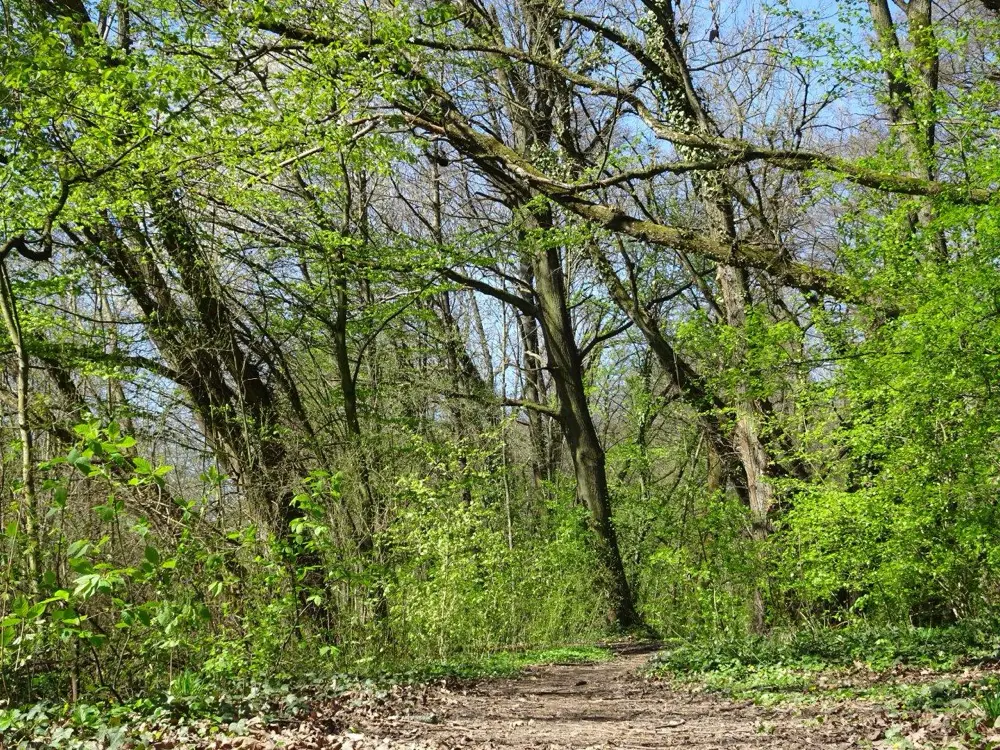 Waldweg mit grünem Laub und Bäumen unter blauem Himmel im Nordpark Bonames.