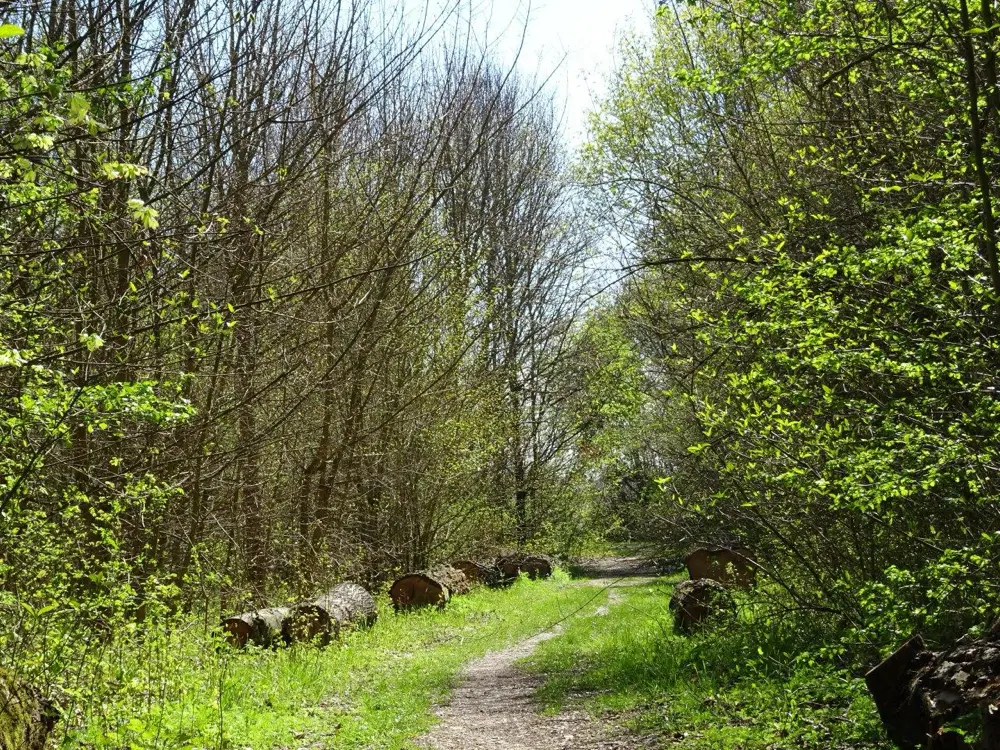 Waldweg mit abgesägten Baumstämmen am Rand und Bäumen mit frischem Grün im Frühling.