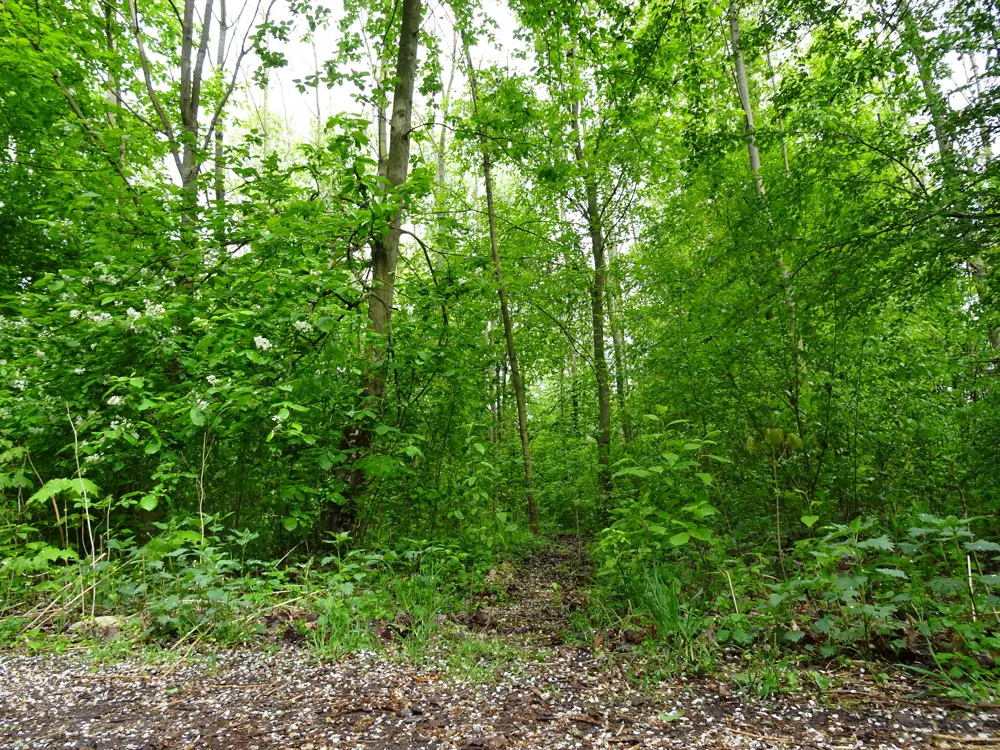 Blick auf einen schmalen, von dichtem Grün umgebenen Pfad im Wald mit vielen Bäumen und Sträuchern.