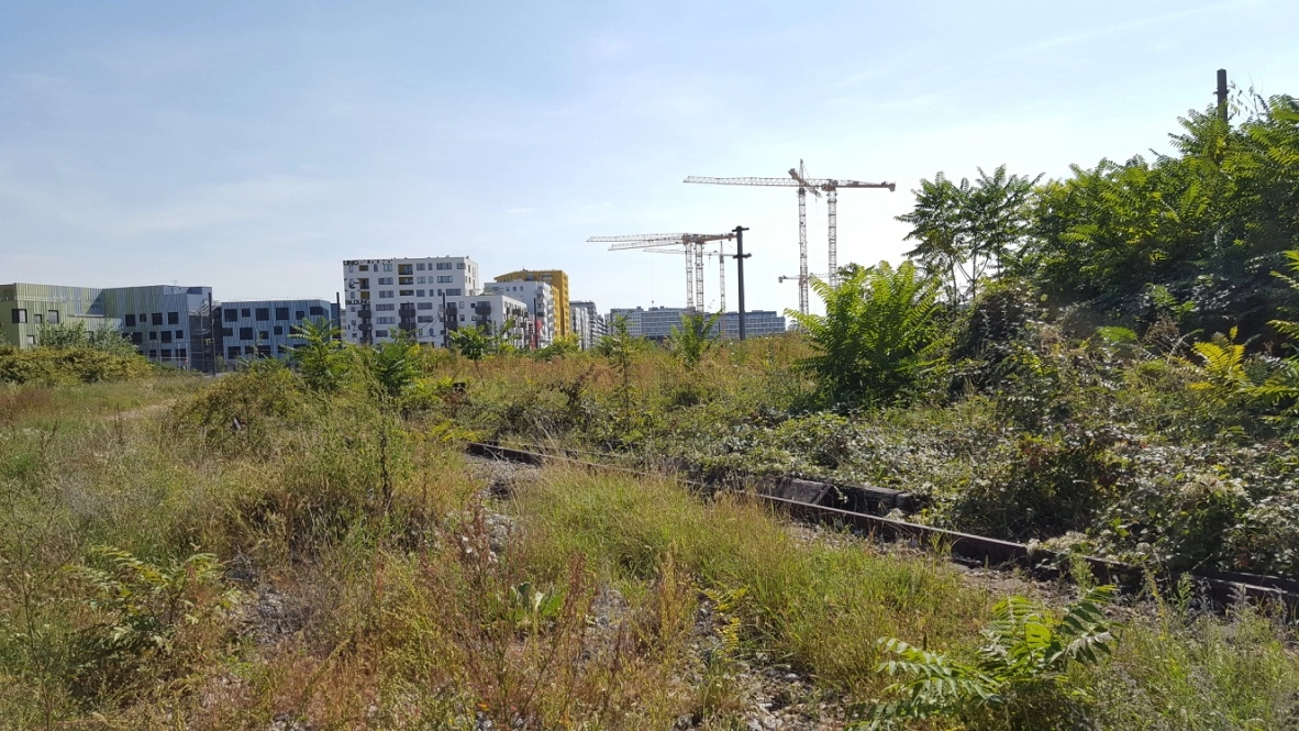 Verwilderte alte Bahngleise mit Gras und Sträuchern im Vordergrund, im Hintergrund Neubauten und Baukräne unter blauem Himmel.