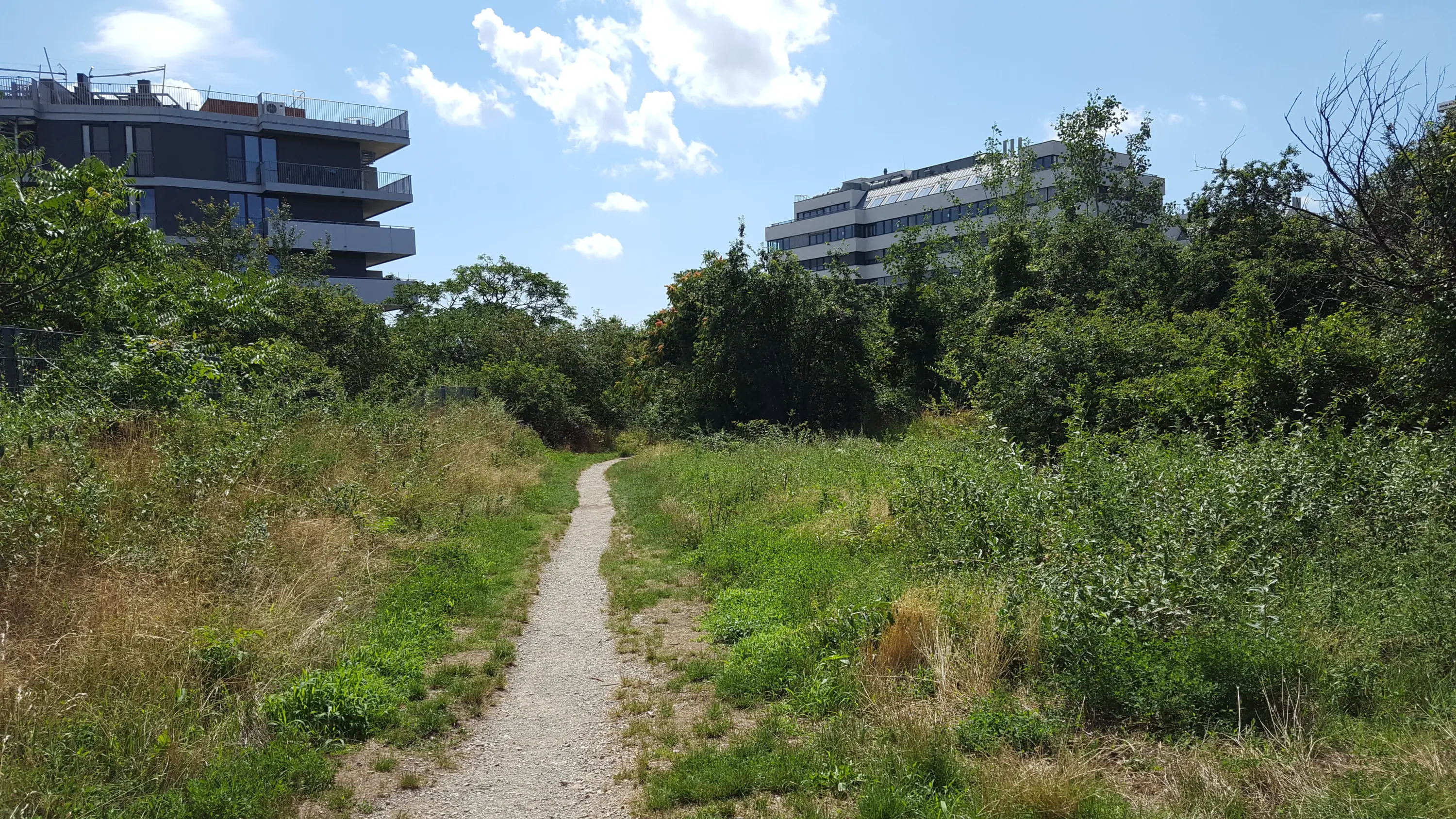 Ein schmaler Trampelpfad führt durch eine grüne, wild bewachsene Fläche mit Büschen und Bäumen, im Hintergrund sind zwei moderne Wohngebäude zu sehen.