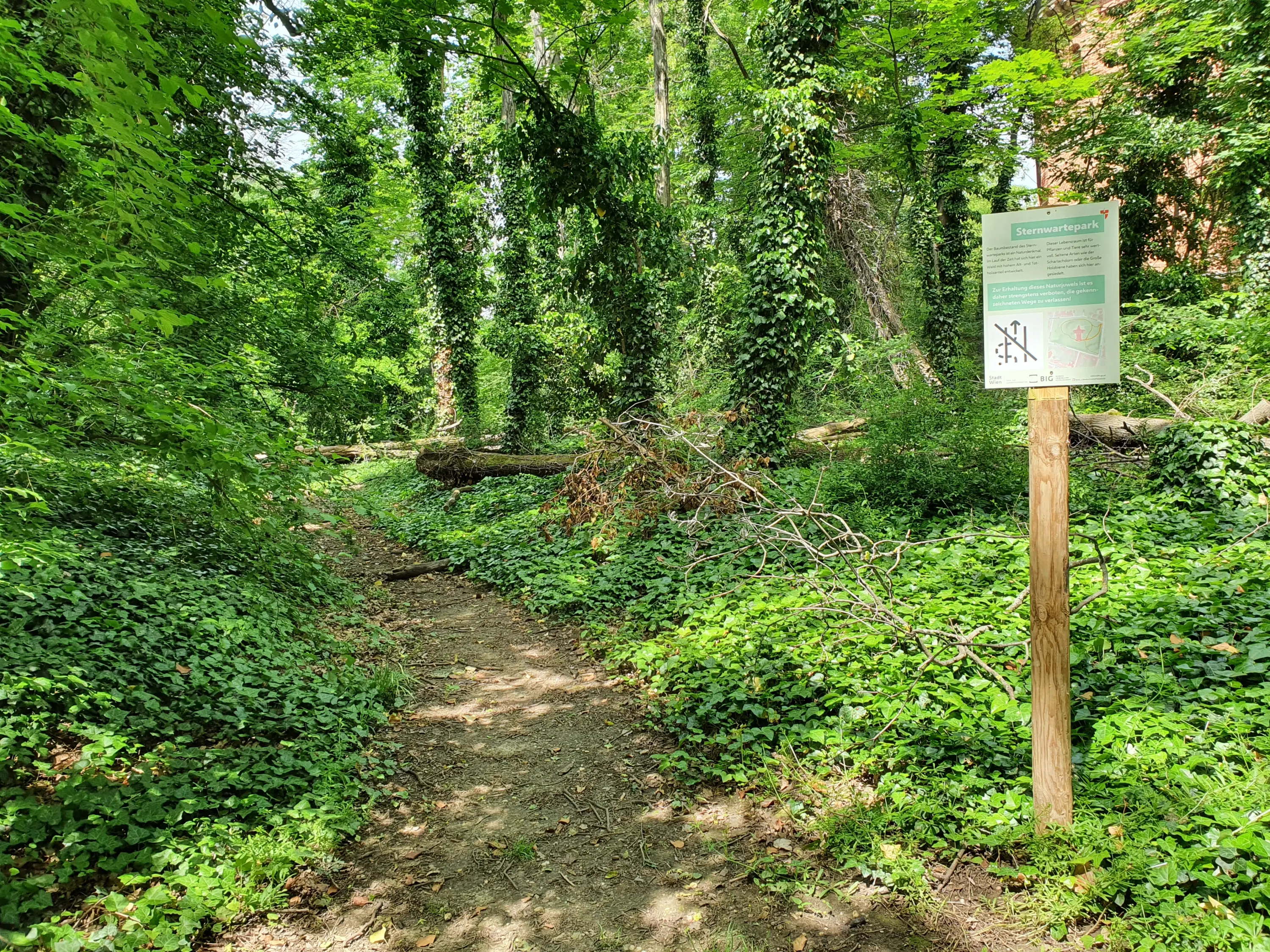 Waldweg im Sternewartepark mit dicht bewachsenen Bäumen, Efeu und einem Holzpfosten mit einem Informationsschild.