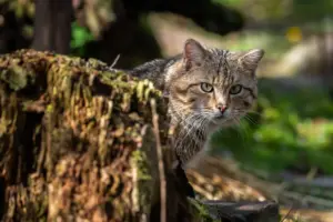 Eine Wildkatze blickt hinter einem moosbewachsenen Baumstumpf hervor in einem Wald mit grünem Hintergrund.