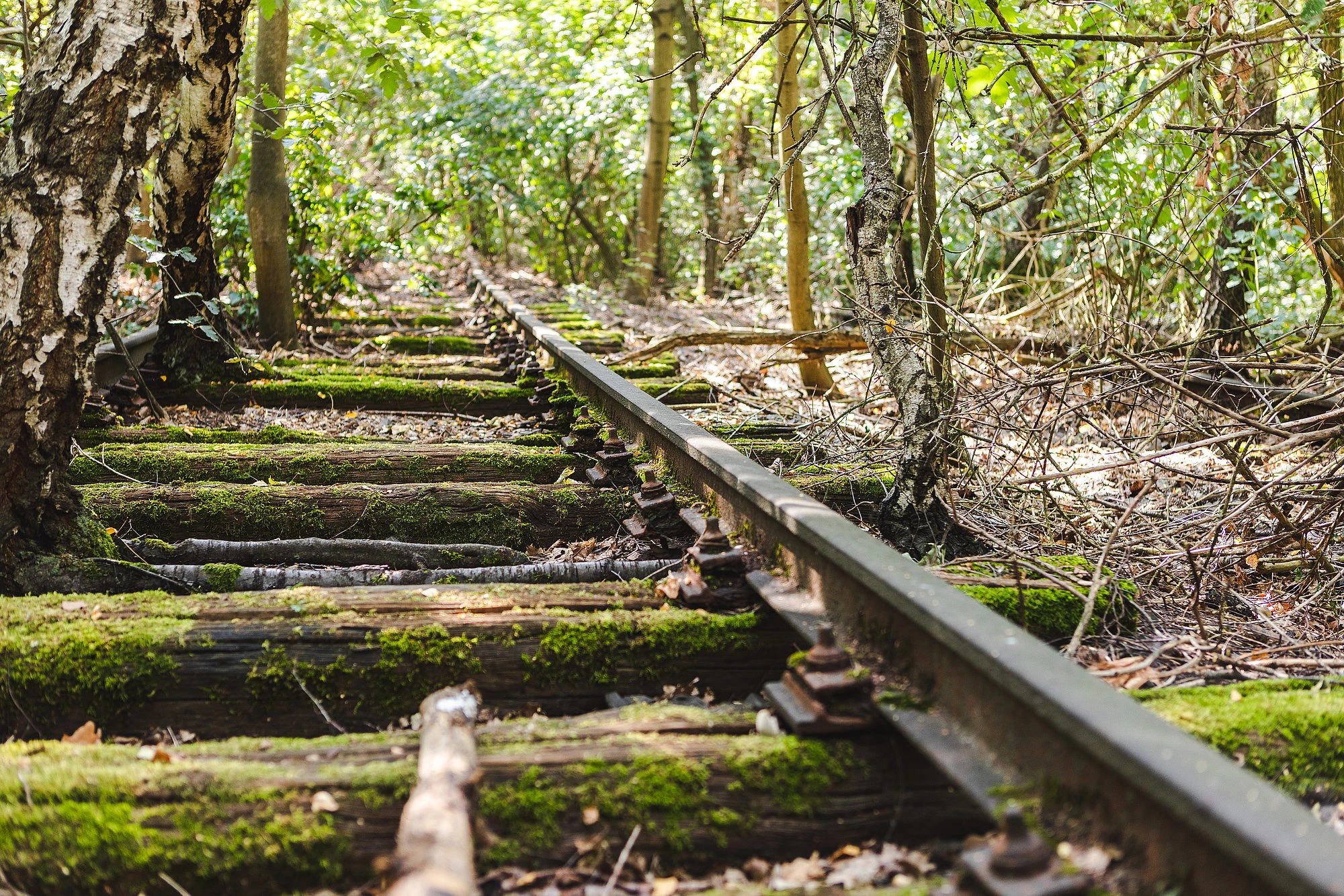 Verlassene, mit Moos bewachsene Bahngleise verlaufen durch einen dicht bewachsenen Wald mit Birken und Sträuchern.