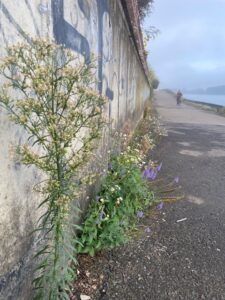 Blühende Wildpflanzen wachsen an einer mit Graffiti besprühten Betonmauer entlang eines asphaltierten Wegs am Wasser, im Hintergrund fährt eine Person Fahrrad.