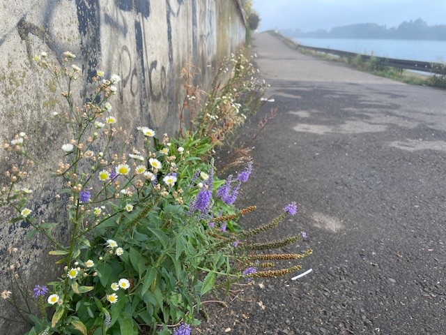 Wilde Blumen wachsen am Rheinufer in Mainz
