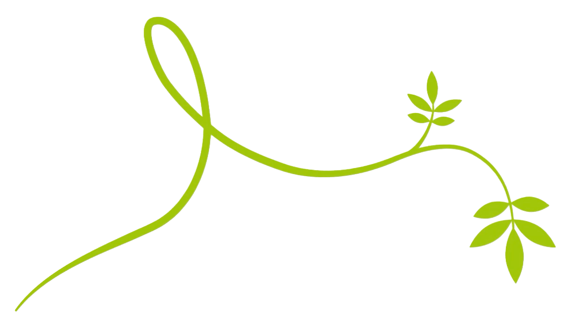 Grüne, geschwungene Pflanzenranke mit zwei Blättergruppen auf transparentem Hintergrund.