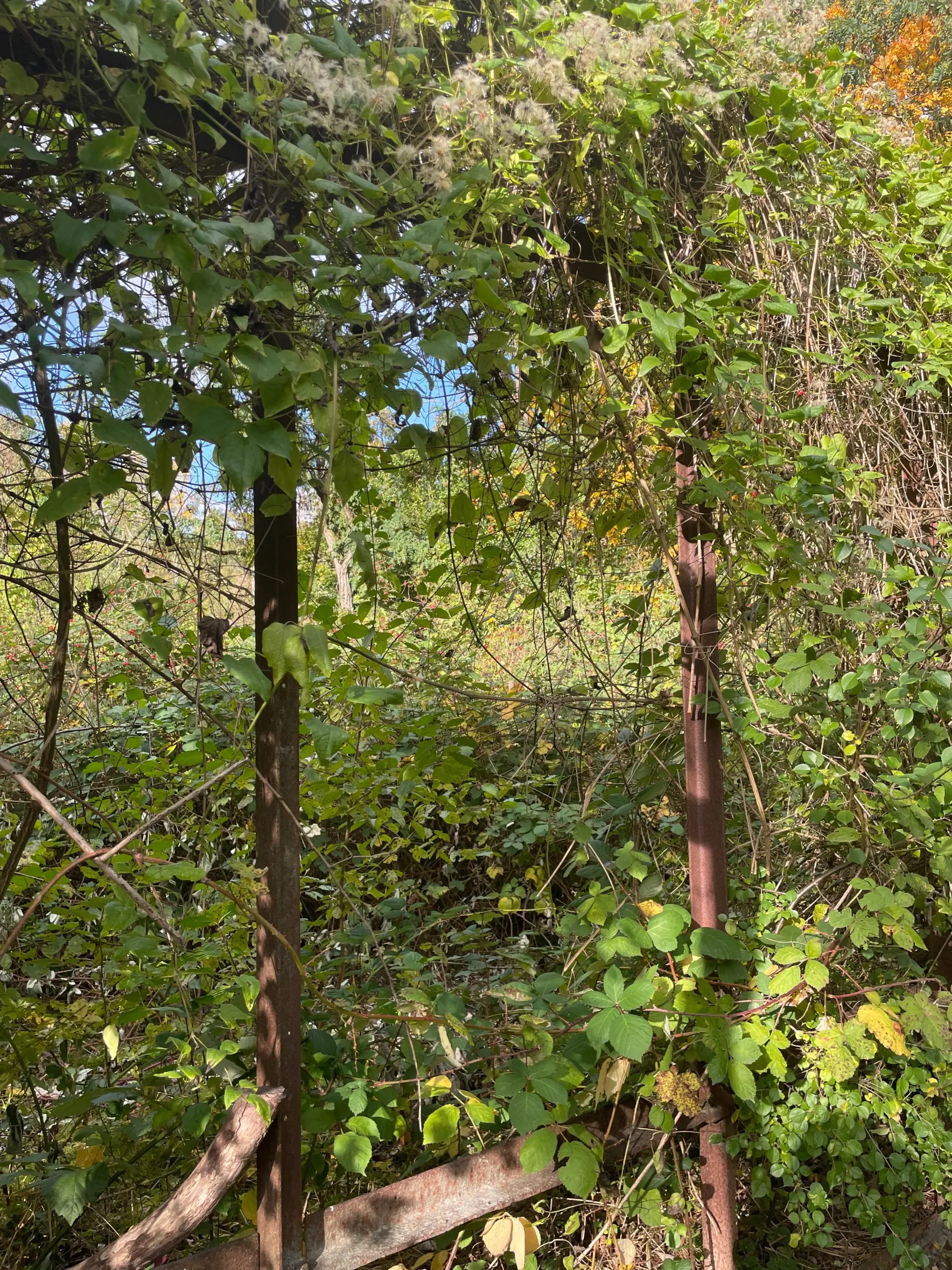 Verrostete Metallpfosten und -streben sind von dichtem Grün mit Blättern und Ranken überwuchert.