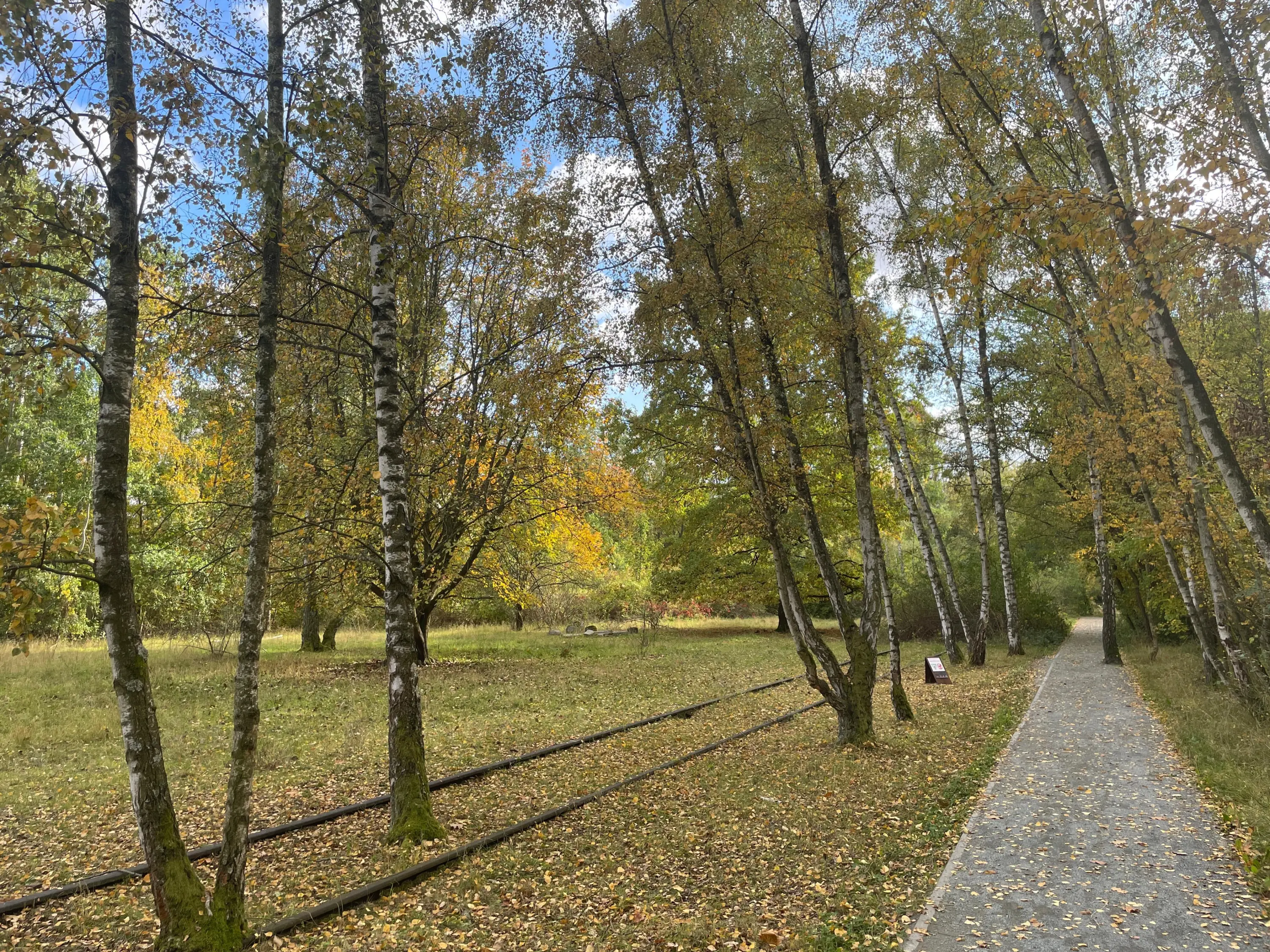 Birkenbäume stehen neben alten Bahngleisen und einem gepflasterten Weg in einer herbstlichen Parklandschaft.