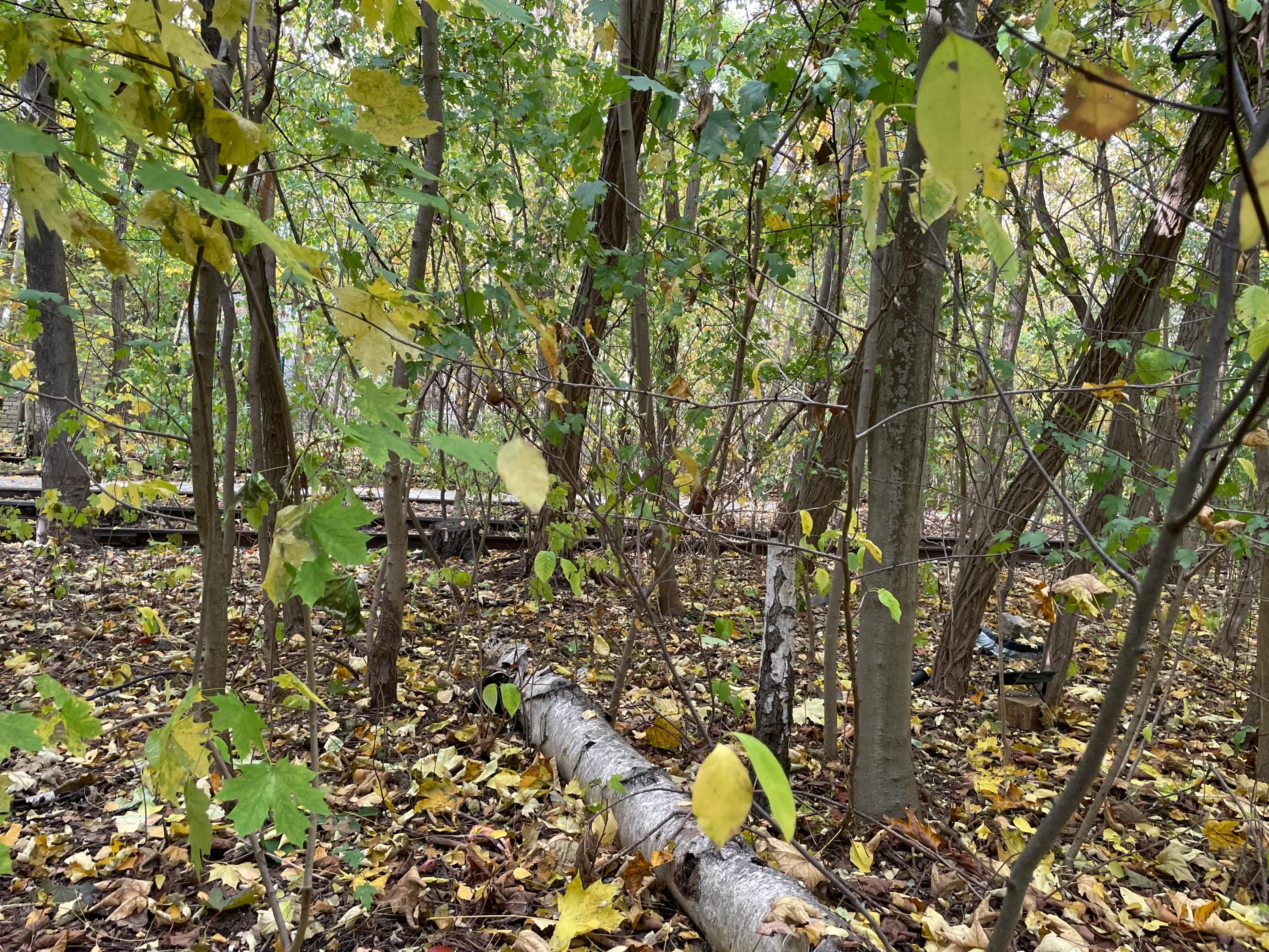 Wald mit Bäumen, herbstlich gefärbtem Laub auf dem Boden und einem liegenden Baumstamm in der Bildmitte.